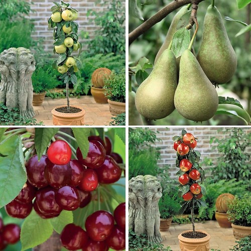 Grow your own mini - mini, trees