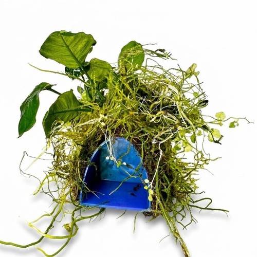 Anubias barteri java moss - anubias,