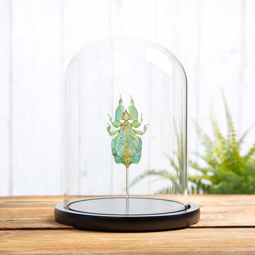 Gray leaf taxidermy insect - gray's,