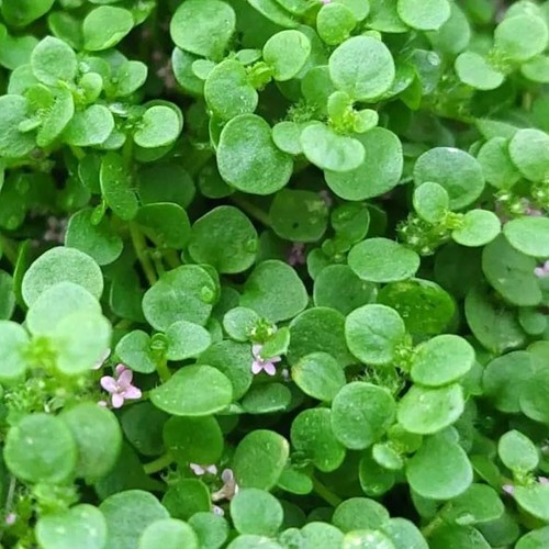 Corsican mint plug - corsican, plants