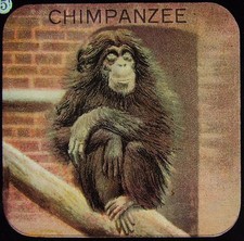 Glass Magic Lantern Slide A