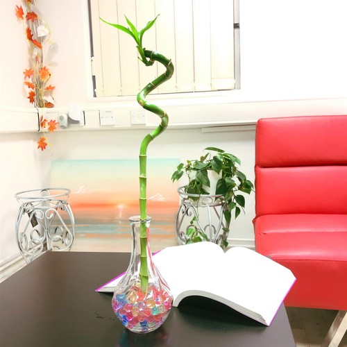 Spiral lucky bamboo ribbon - lucky,
