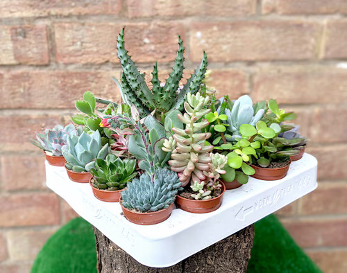 Succulent plants indoor - , 5.5cm