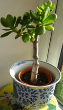 Money tree Jade plant - Crassula ovata bonsai style  28cm tall base in 9cm Pot