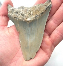 Megalodon Shark Tooth Fossil USA North Carolina Shark Tooth Fossil Meg Fossils