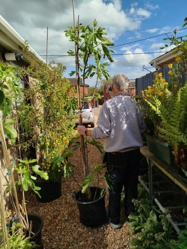 Fig tree large - fig, xl