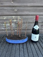 Bonsai Tree's Dawn Redwood