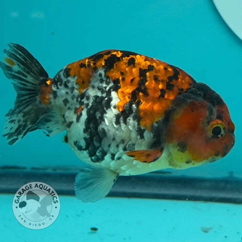 Live premium fancy goldfish - live,