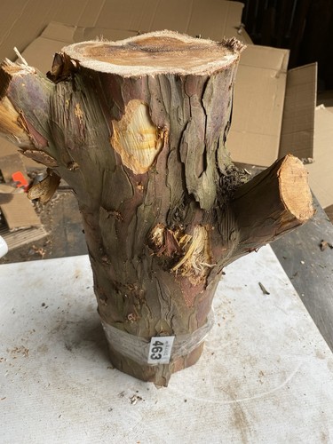 Yew wood large - wood,large,