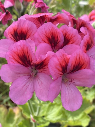 Unique pelargonium geranium - pelargonium,