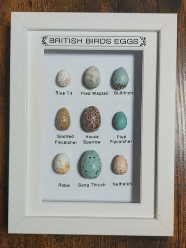 British birds eggs - eggs, framed