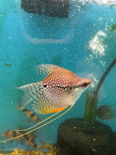 Golden pearl gourami - golden, balloon