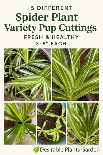 Different spider plant - spider,