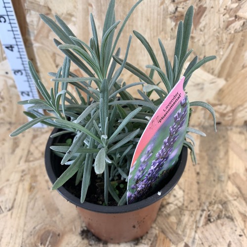 Lavender phenomenal in - 'phenomenal',