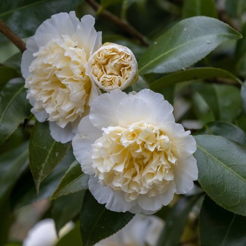 Camellia japonica jury s - japonica, 'jury's