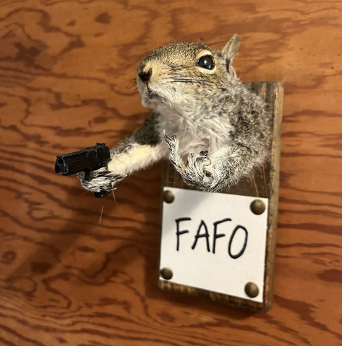 Taxidermy squirrel wall mount - taxidermy,