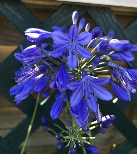 Agapanthus lapis lazuli - agapanthus, ‘lapis