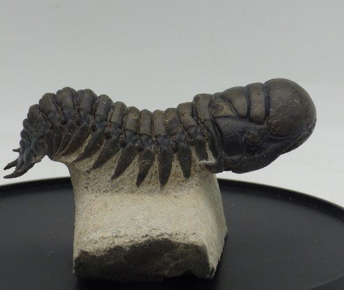 Fossil trilobite - fossil,