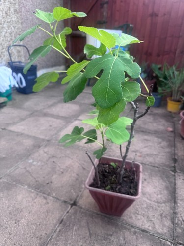 Ficus carica brown - ficus,