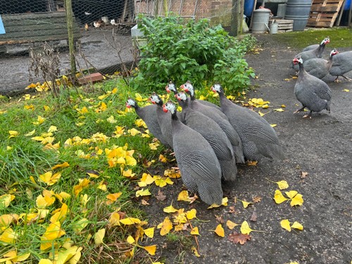 Photo guinea fowls - guinea, bred