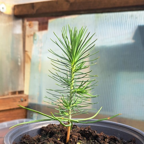 Mexican weeping pine pinus - weeping,