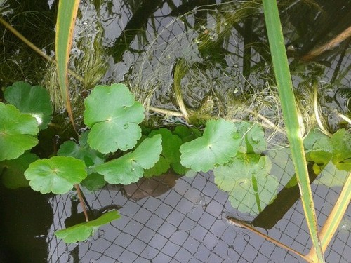 Oxygenating pond plants 30 - oxygenating,