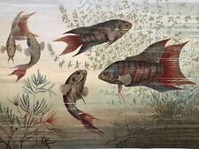 Antique Graphic Fauna: Fish Seascape Aquarium Largefin Chromo 1900