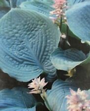 Hosta 'True Blue' 9cm pot  Garden Plant  FREE POSTAGE ON 5 OR MORE OF ALL PLANTS