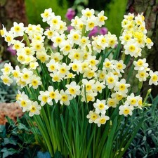 Narcissus Minnow Dwarf Rockery