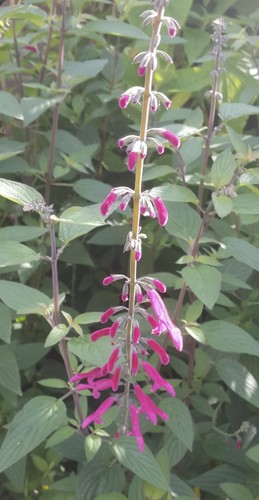 Salvia curviflora tehuacan - curviflora,,