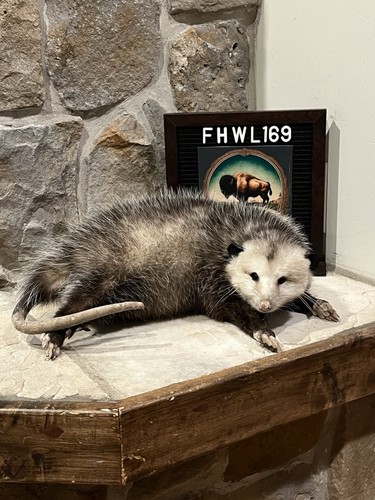 Fhwl169 fat opossum - -,