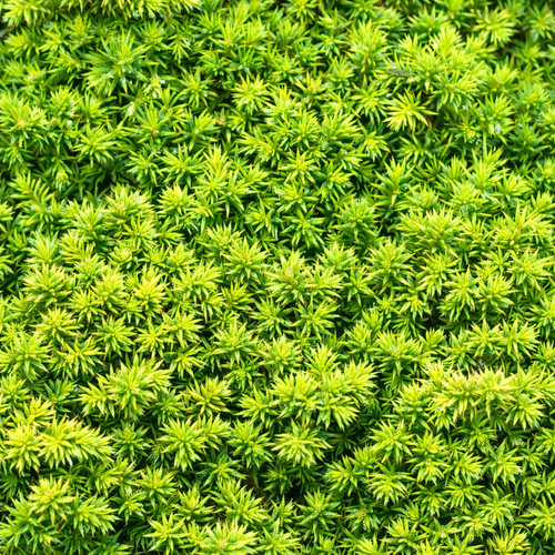 Cryptomeria japonica