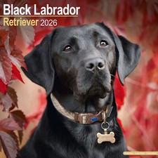 Black Labrador Retriever 2026