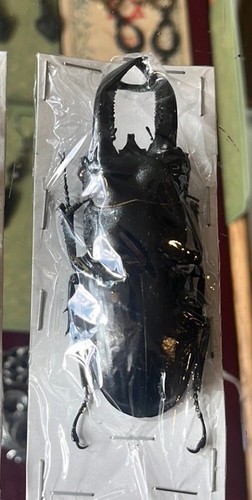Medium sized stag beetle - sized,