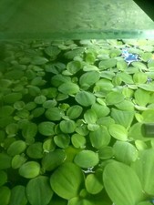30 Water lettuce (Pistia Stratiotes) dwarf top quality Floating aquarium pond