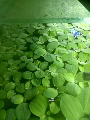 Water lettuce pistia - 60, (pistia