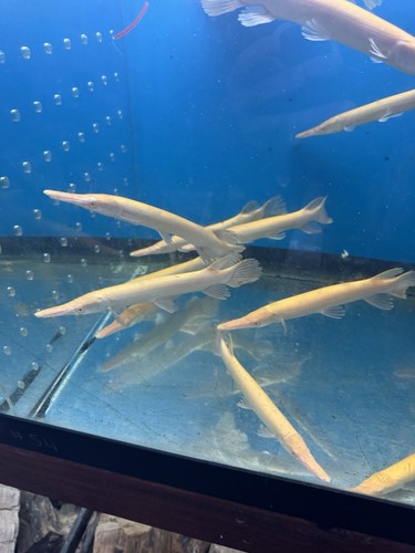 Live tropical fish golden - live, fish-