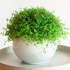 Soleirolia Helxine Green -