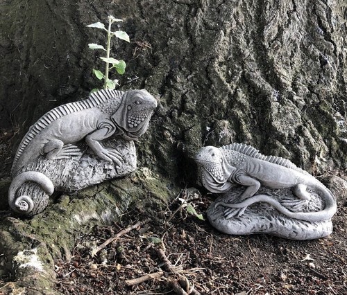 Iguana bearded dragon - iguana,