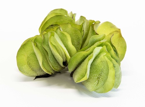 Salvinia natan 25 - salvinia,