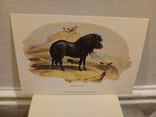Chelsea Print Shetland Pony