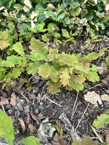 English oak tree - tree, 2
