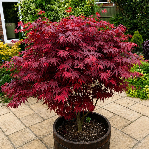 Acer atropurpureum - 1, 'atropurpureum'