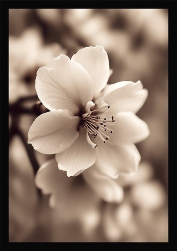 Serene cherry blossom framed - cherry,