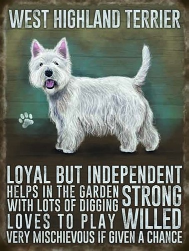West highland terrier large - west,