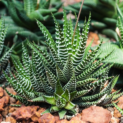 Haworthia big band zebra - big,