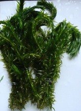 5 ELODEA DENSA LIVE AQUARIUM