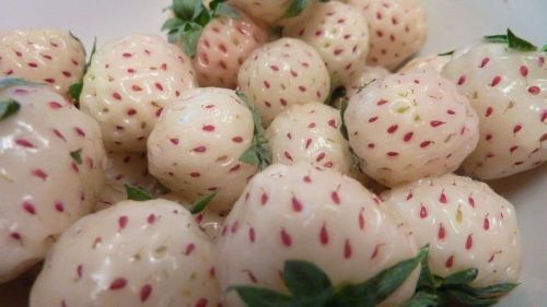 Strawberry alpine white - alpine, soul