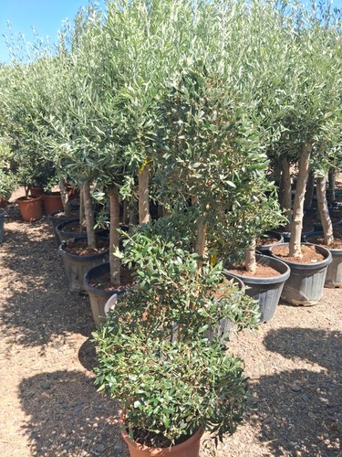 European olive tree 150cm - european,