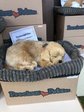 Precious Petzzz - Golden Retriever